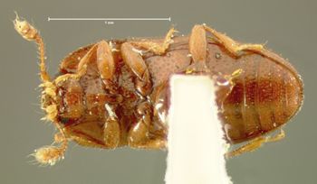 Media type: image;   Entomology 6827 Aspect: habitus ventral view